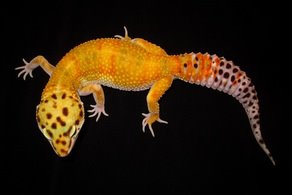 Top Hat Gecko